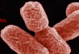 Antibiotic 'Trojan horse' could defeat superbugs causing global crisis