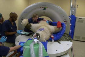   New scan table enables polar bear's medical check-up-  NO COMMENT    