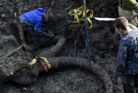 Last mammoths lived on remote island in Arctic, research says