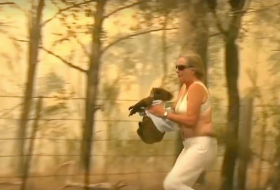   Woman saves scorched koala in Australian bushfire-  NO COMMENT    