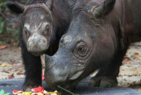 Malaysia's last known Sumatran rhino dies