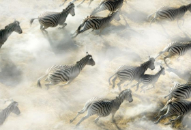  The truth behind why zebras have stripes 