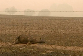   Haunting images of charred animals show horror of Australia fires-   NO COMMENT    