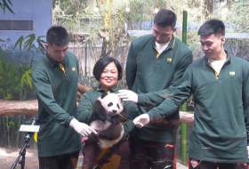   Baby panda Guoqing celebrates 100 days-   NO COMMENT    