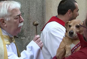   Believers and Retrievers: pets taken to church for special blessings in Madrid -   NO COMMENT    