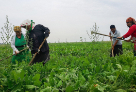Azerbaijani women farmers to receive technical support