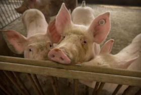   Is swine flu really going to be the next pandemic? -   iWONDER    