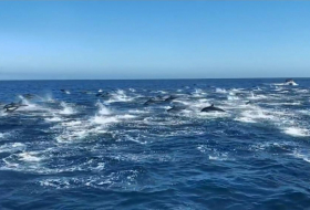  Hundreds of dolphins 'stampede' next to tour boat off coast of California   -  NO COMMENT  