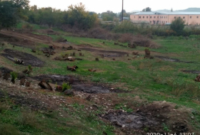 Armenians destroyed thousand-year-old trees on liberated Azerbaijani lands 