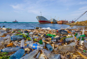 Plastic waste kills hundreds of animals in Black Sea - NGO 