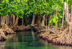  How mangrove forests helped delay environmental crime -  iWONDER  