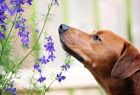 Trained dogs can detect COVID-19 with surprising accuracy by sniffing your pee