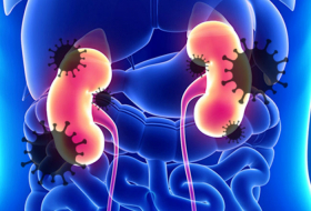 New research unveils the effects of COVID-19 on human kidney cells