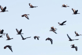   The strange reason migrating birds are flocking to cities -   iWONDER    