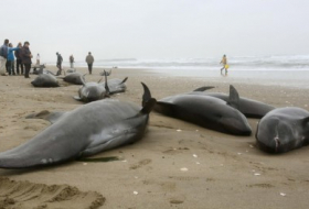150 dolphins feared dead after mass beaching in Japan