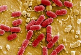   Do antibiotics really wipe out your gut bacteria? -   iWONDER    