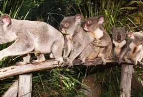  Koala overpopulation in Australia forces local gov`t to start relocation