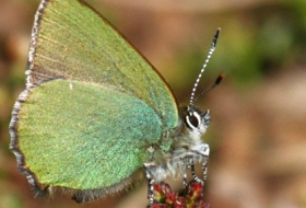 Researchers have created a super-strong optical material based on butterfly wings