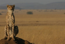 Cheetahs heading towards extinction as population crashes