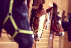 Horses can communicate with us - scientists