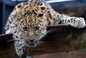 Thirsty Leopard Wanders Into Indian Village, Gets Head Stuck in Pot - VIDEO