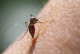 Malaria Deaths Fall 60 Per Cent Since 2000: UN