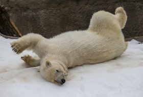 San Diego Zoo surprised their polar bears with 26 tons of snow - VIDEO