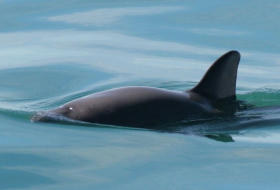 Porpoise known as 'panda of the sea' could be extinct in months
