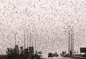 Invasion of the locusts in Russia -  No Comment |VIDEO