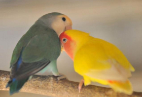 Speed-dating session for birds reveals they too fall in love
