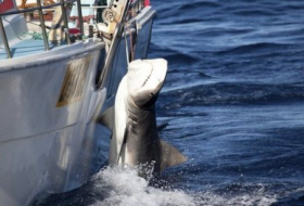 More than 170 sharks caught under Australia cull policy