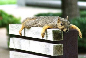 A `drunk` squirrel caused hundreds of pounds of damage 