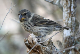 Growing parasite threat to finches made famous by Darwin