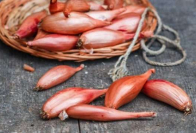 Persian shallot 'could help fight TB antibiotic resistance'