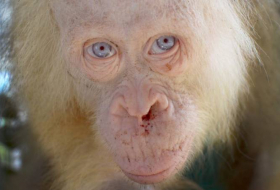 Extremely rare Albino orangutan rescued from captivity in Indonesia