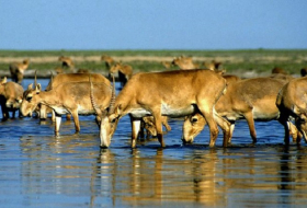 Saiga antelope numbers rise after mass die-off 
