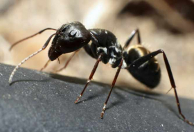 Ants march into battle and rescue their wounded comrades