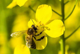 Europe poised for total ban on bee-harming pesticides