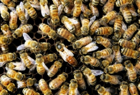 Bee rescue mounted after hospital breaks out in hives