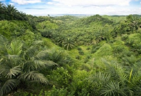 Scientists warn of `unsafe` decline in biodiversity