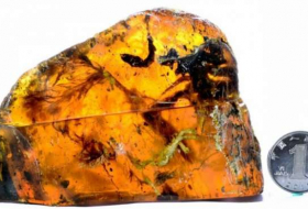 Stunning fossil reveals prehistoric baby bird caught in amber