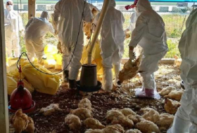 5 new bird flu outbreaks reported at farms in Taiwan