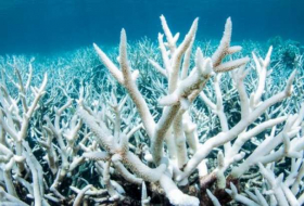 Great Barrier Reef bleached for unprecedented second year running