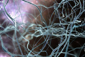  Of brains and bones: How hunger neurons control bone mass