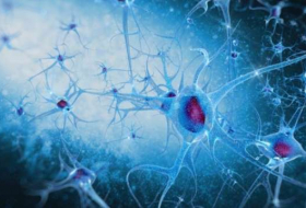 How brain's 'helper cells' could contribute to schizophrenia