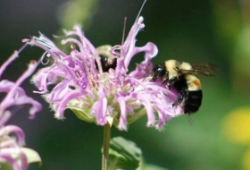 US lists first bumblebee species as endangered 