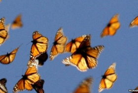 Great monarch butterfly migration mystery solved