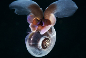 Sea butterflies fly underwater just like insects do in air