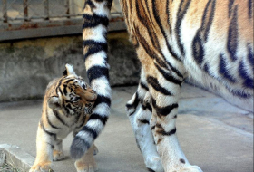 Siberian tiger cub plays at Suzhou Zoo - VIDEO