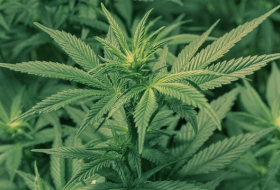 Denmark approves medical cannabis trial